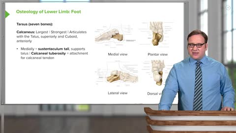 Anatomy of the Foot Calcaneus, Navicular & Cuboid – Anatomy Lecturio