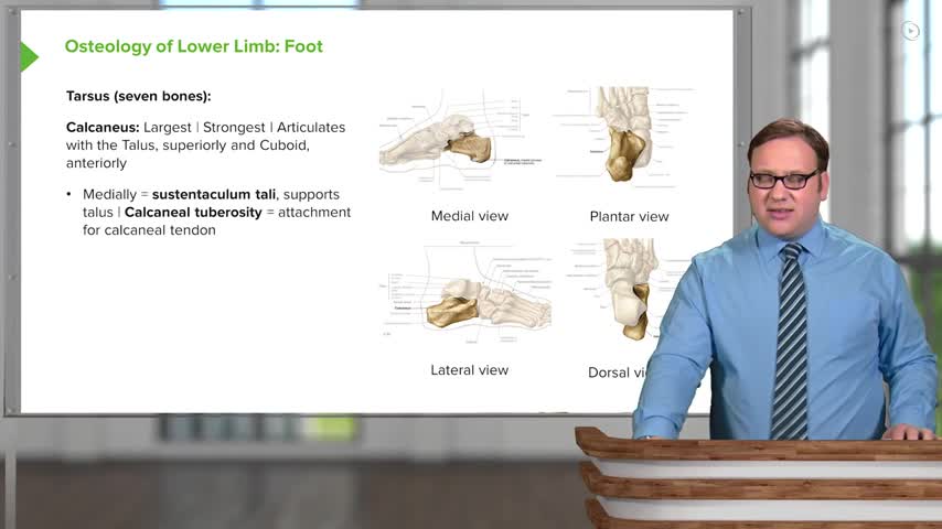 Anatomy of the Foot Calcaneus, Navicular & Cuboid – Anatomy Lecturio