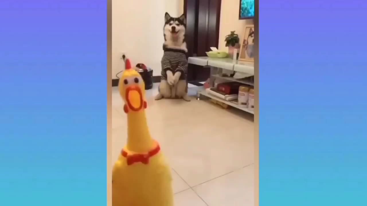 Funny videos for kids, funny cats and dogs 😂 part 4