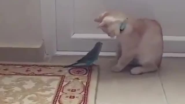 Funny Cat and Parrot playing together