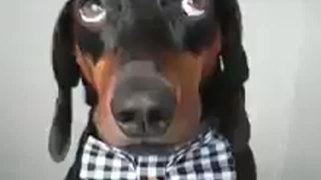 A dachshund dog 've helicopter on head/ funny dog videios