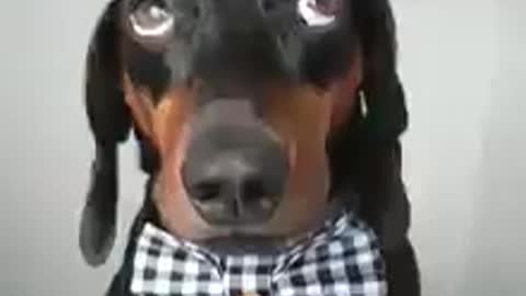 A dachshund dog 've helicopter on head/ funny dog videios