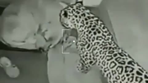 Shocking Footage - Leopard attack on security dog!