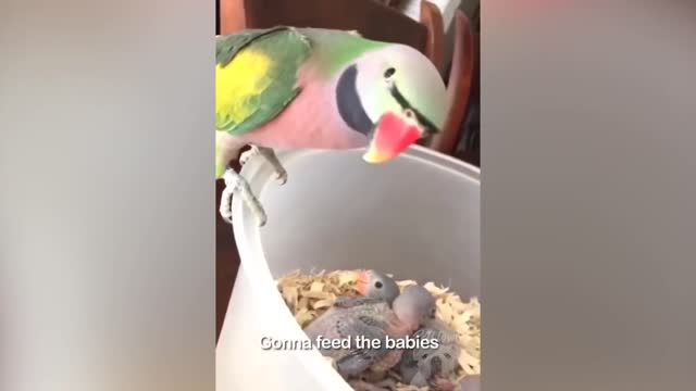 Smart and Funny Parrots