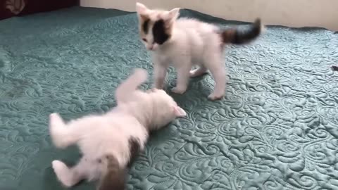 Cute Kittens - Funny and Cute Cats