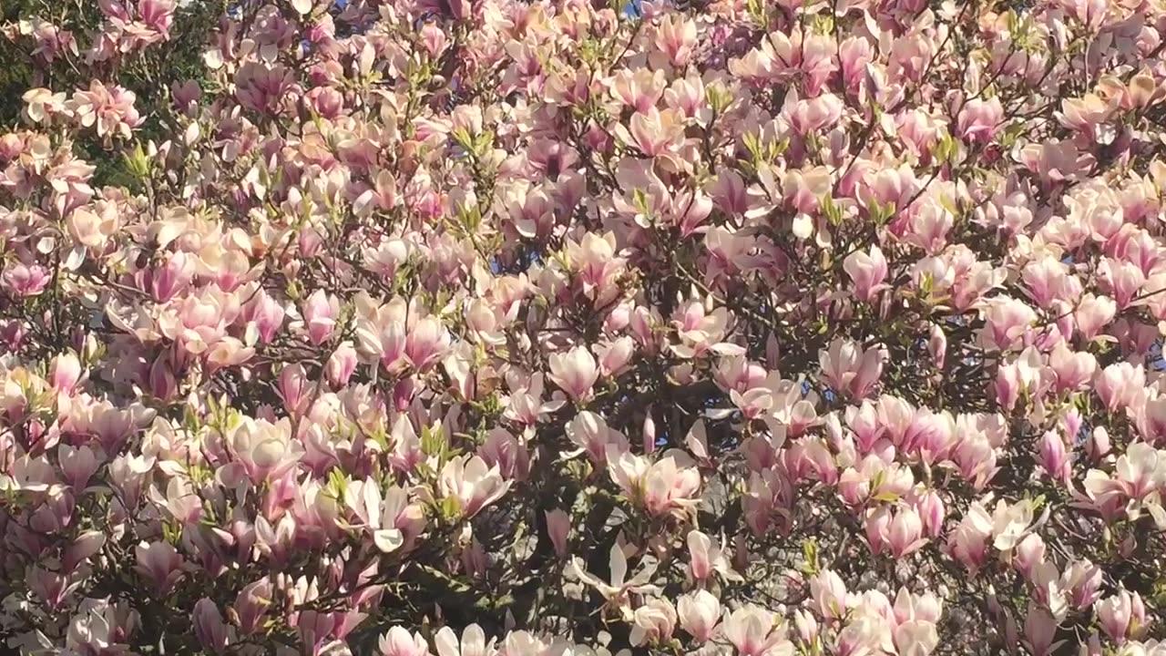 Magnolia blossom tree Wales 🏴󠁧󠁢󠁷󠁬󠁳󠁿 04/04/2023