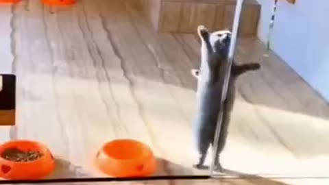 Funny Cat 😺😺🤣🤣 videos