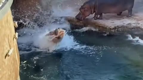 Hippo zoomies! 🦛💨