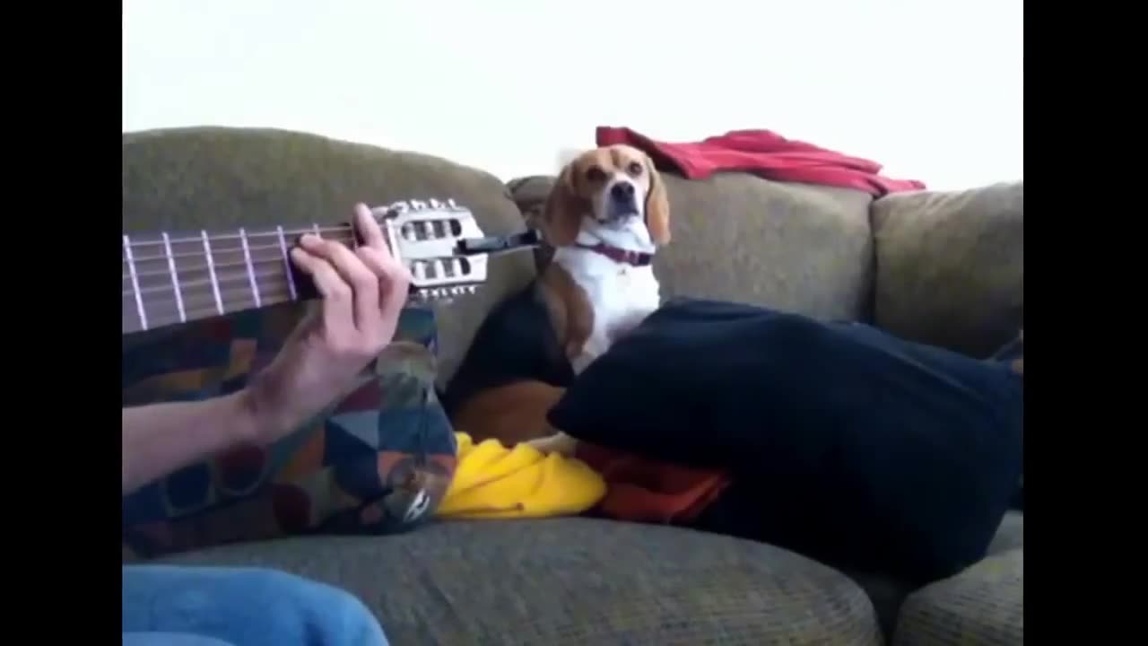 TOO CUTE SINGING DOG