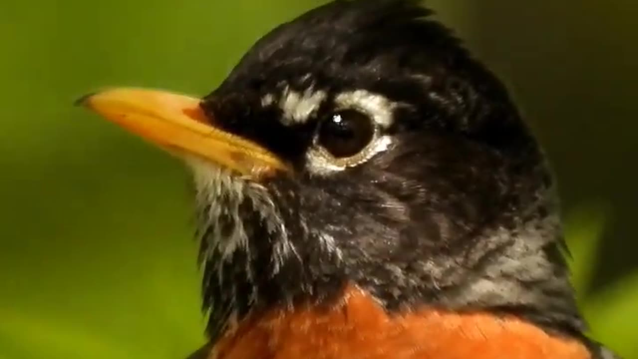 Wild life Bird of Canada - American Robin🐧