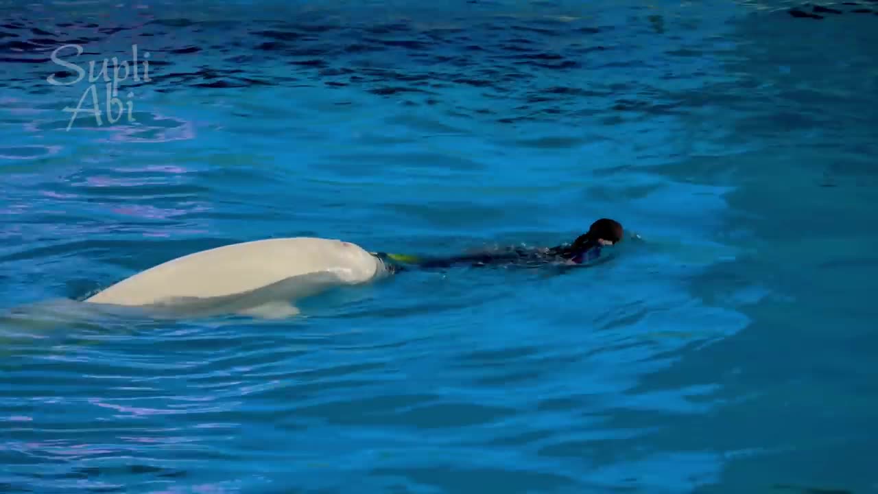 #Beluga Whale Show At Yokohama Hakkeijima Sea Paradise #