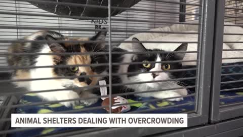 'It's very overwhelming'_ Animal shelters deal with overcrowding as pet intake increases