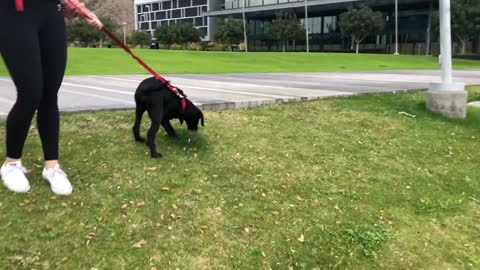 Labrador Puppy Plays At The Park!!