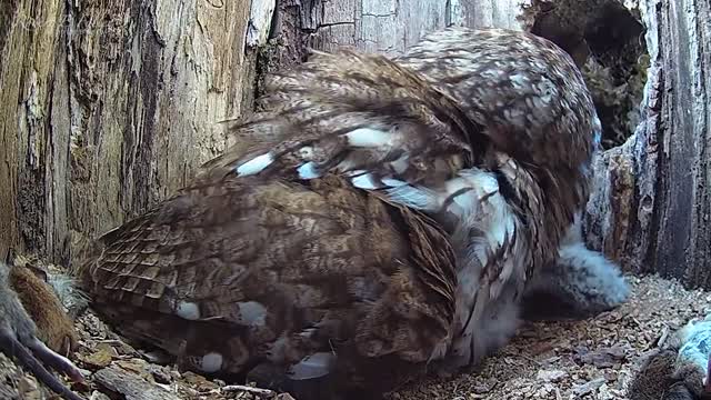 Tawny Owl Mum Adopts Two Rescue Chicks After Her Eggs Don't Hatch