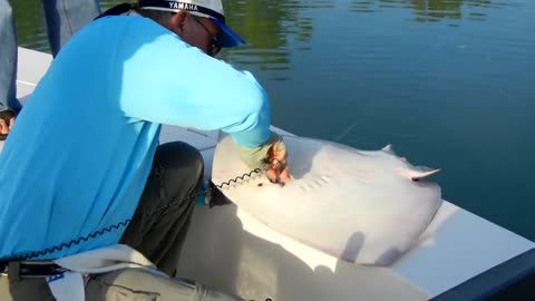 Catching A Male Freshwater Stingray