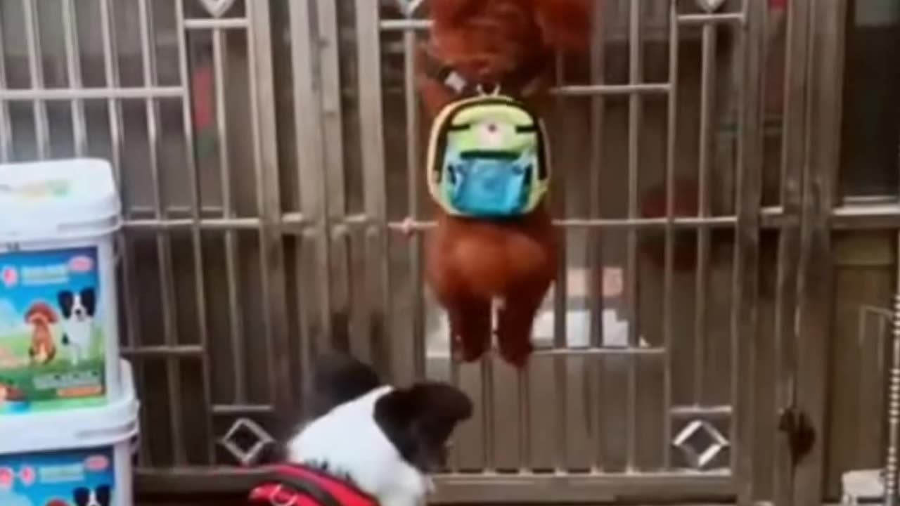 Funny dogs video with alot of laugh