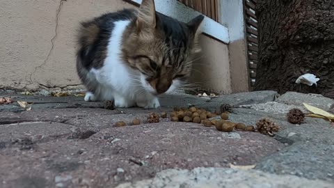 Cat with emerald green eyes is so cute