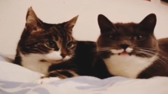 Conversation between two cats. Funny video