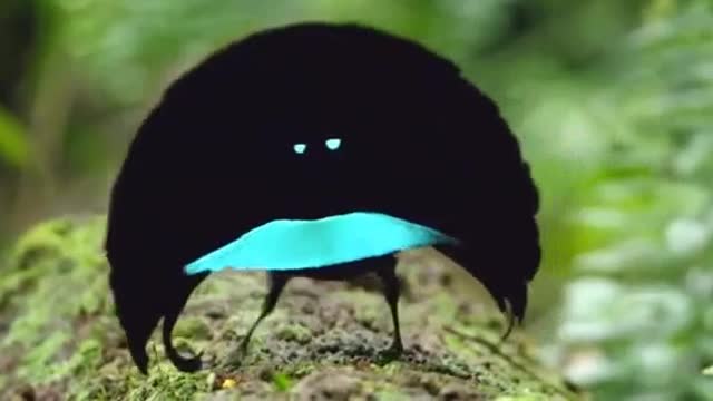 Real bird dancing in deep in forest