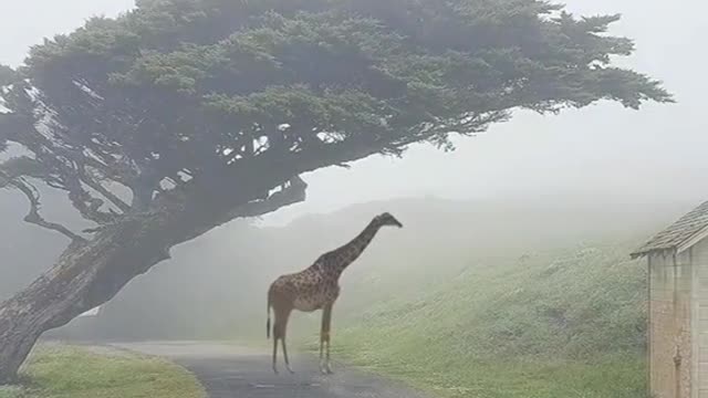 Wild animals zero distance giraffe