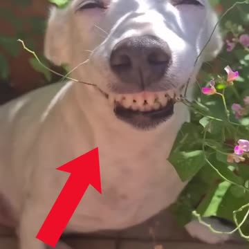 Funny Dogs, Cats and Animals Videos TRY Not to Laugh! # 107!