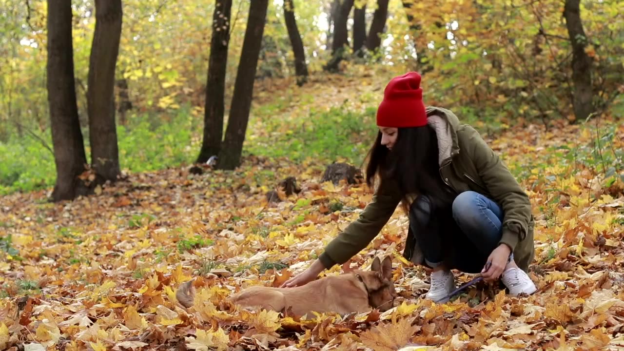 Leafy Fun: A Dog's Playful Romp Among the Leaves