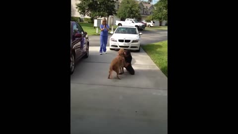 Animals Reunited With Owners AFTER YEARS!