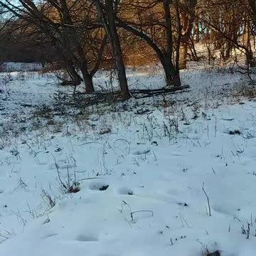 Psalm 21 Revised Standard