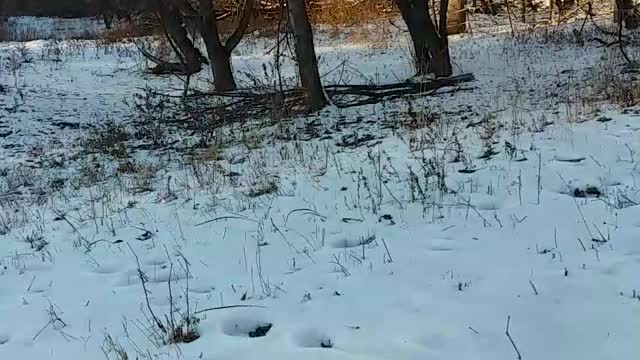 Psalm 21 Revised Standard