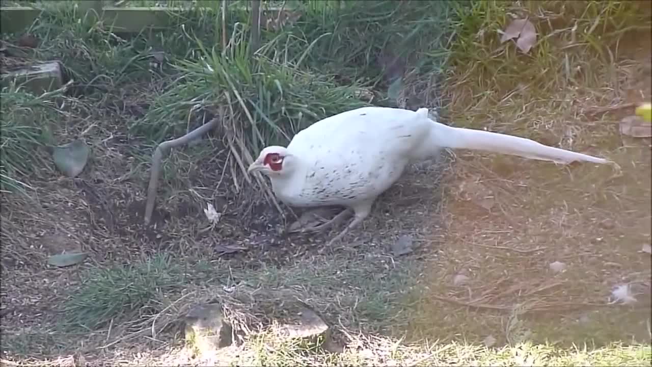 Cute birds