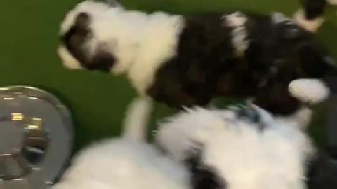 Adorable Sheepadoodle Puppies Playing, One Sleeping