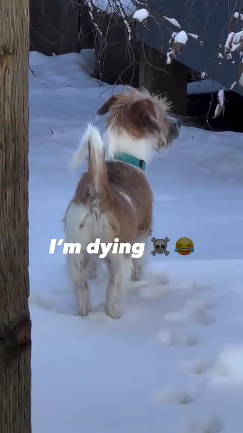 Which End Is Barking?