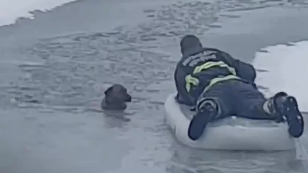 Firefighter saves dog from icy lake