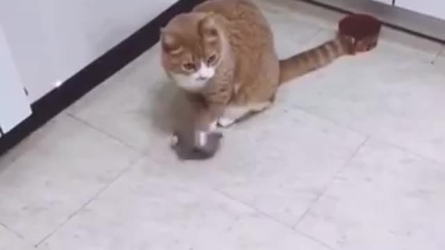 Hungry Cat