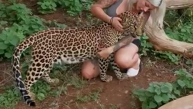 Leopard Cuddles with Humans