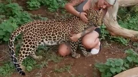 Leopard Cuddles with Humans