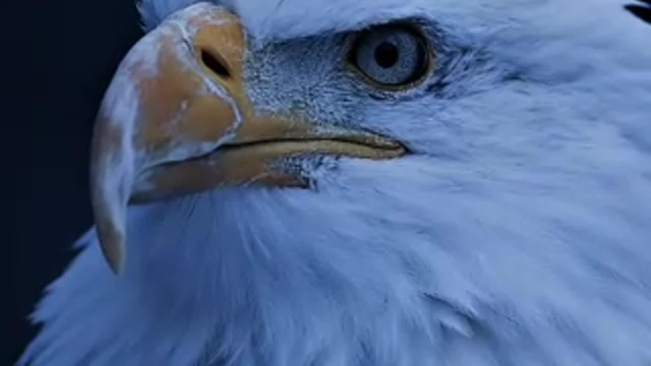 Freedom to Palestine