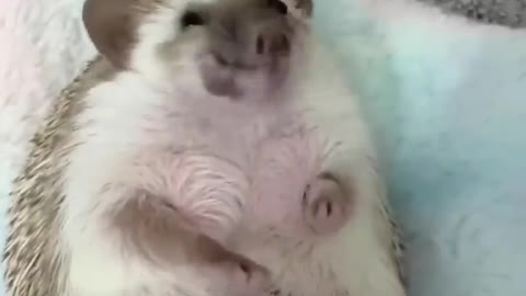 Dog having fun🦔🦔🦔 hedgehogs 🦔🦔🦔