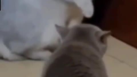 Silly kitty 😂😂
