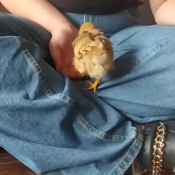 Little Goldi, homemade chicken