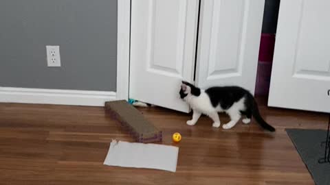 Milo and Loki playing with toy balls in the closet