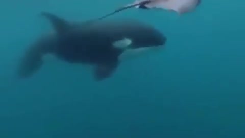 Killer whales