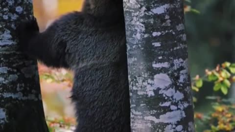 What the hell is this bear doing. Is it an itch