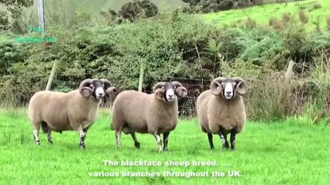 Amazing Large Sheep Farm In New Zealand