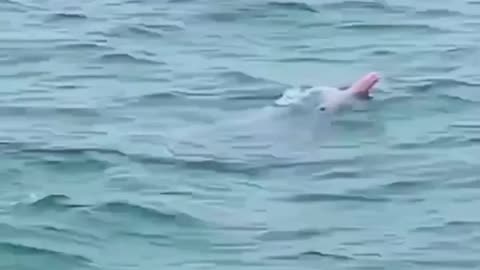 HAVE YOU EVER SEEN PINK DOLPHINE