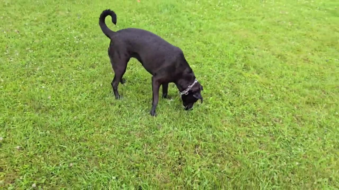 Fun In The Rain With Max