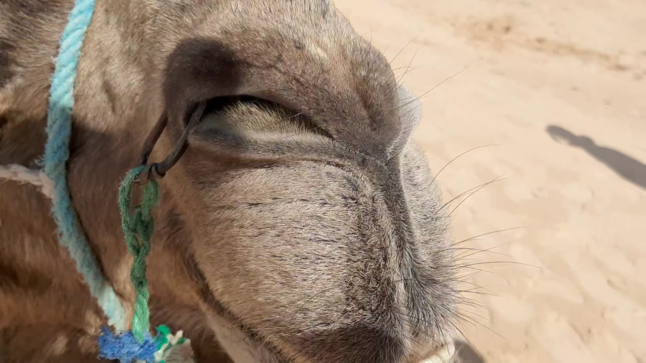 Shadi chewing