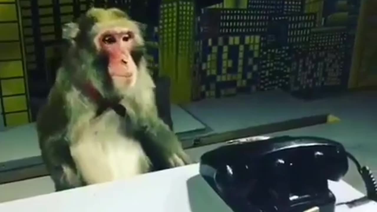 Monkey Receptionist