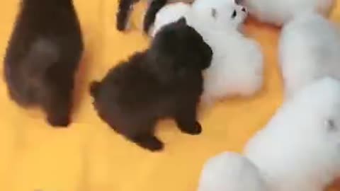 #Funniest Animals Real 😹 - Best Of The 2020 #Funny Animals Videos - Try Not To Laugh #comedy #shorts