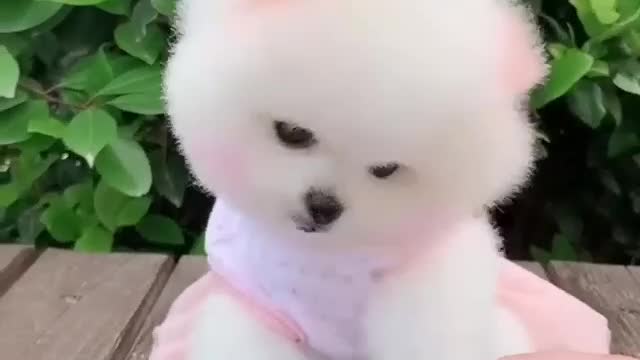 this puppy is very cute